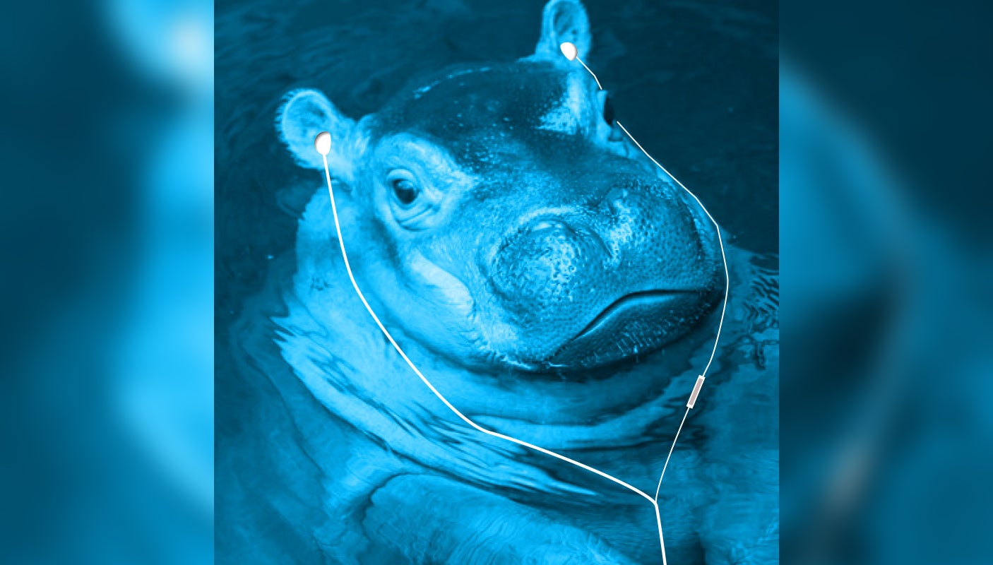Fiona's Playlist